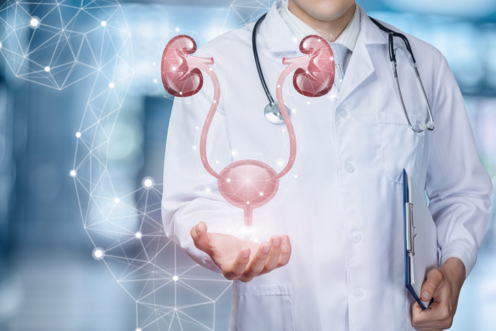A Medical Worker Shows The Urinary System .