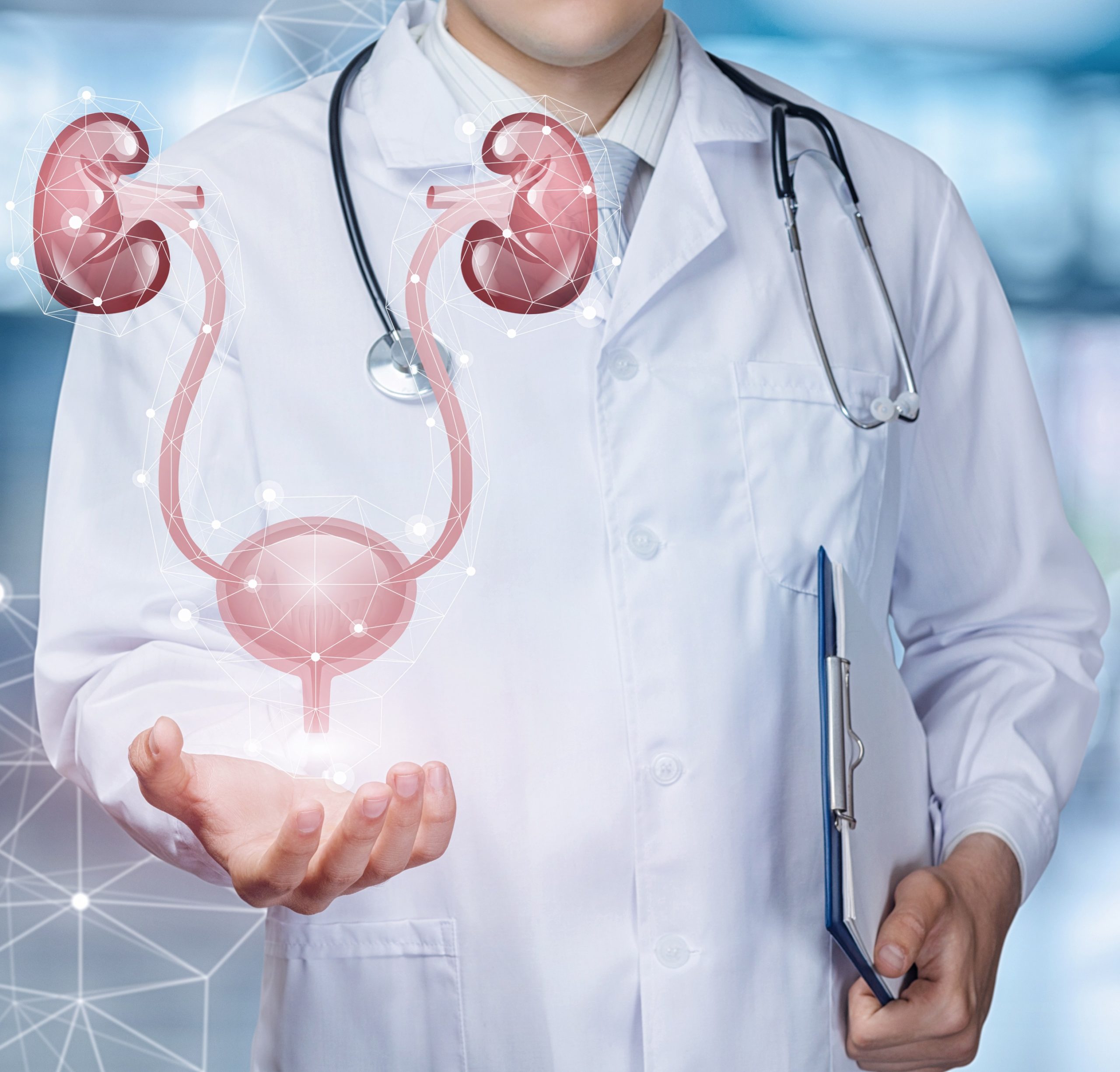 A Medical Worker Shows The Urinary System On Blurred Background.