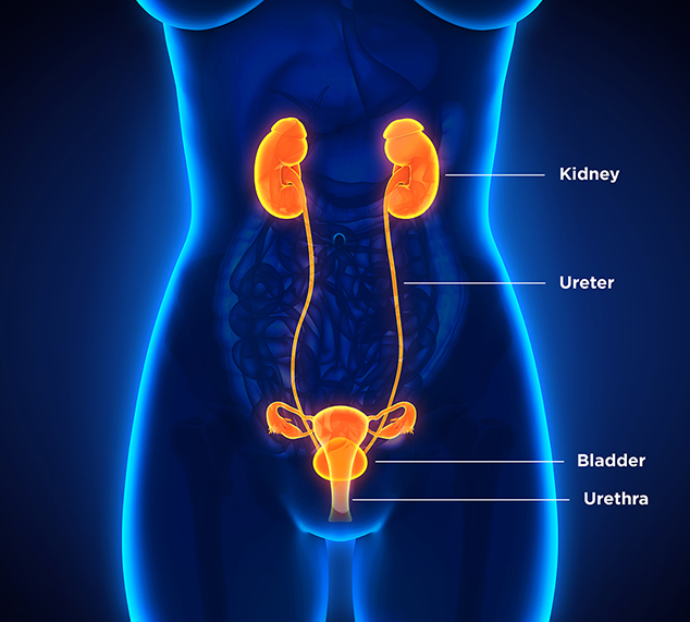 Female Urinary System