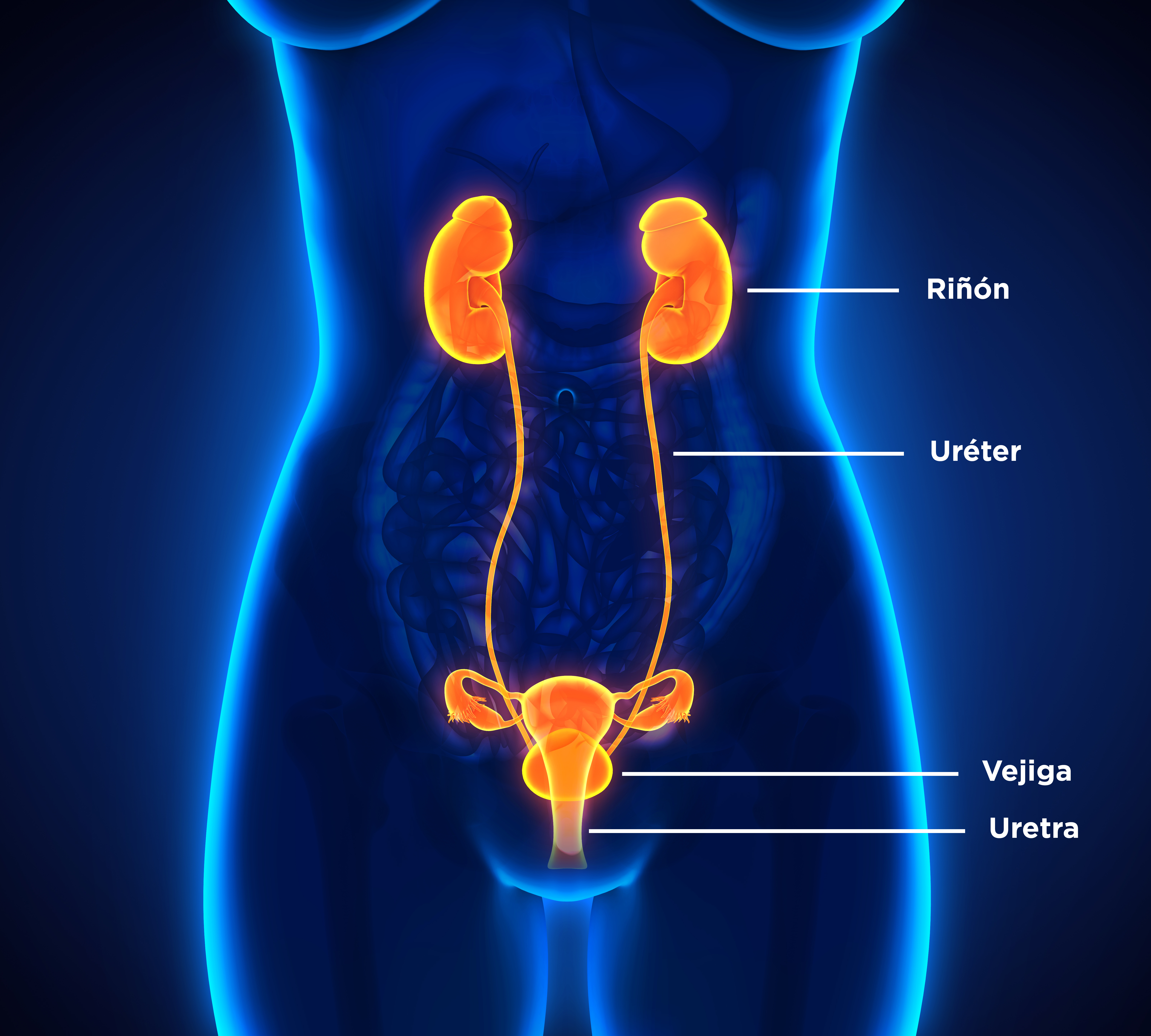 Female Urinary System SP